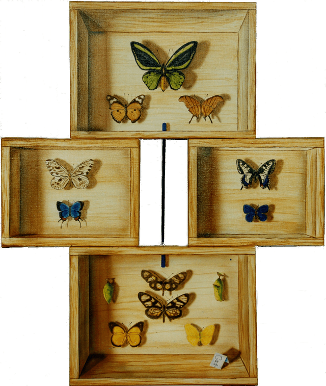 Papillon en visite 2